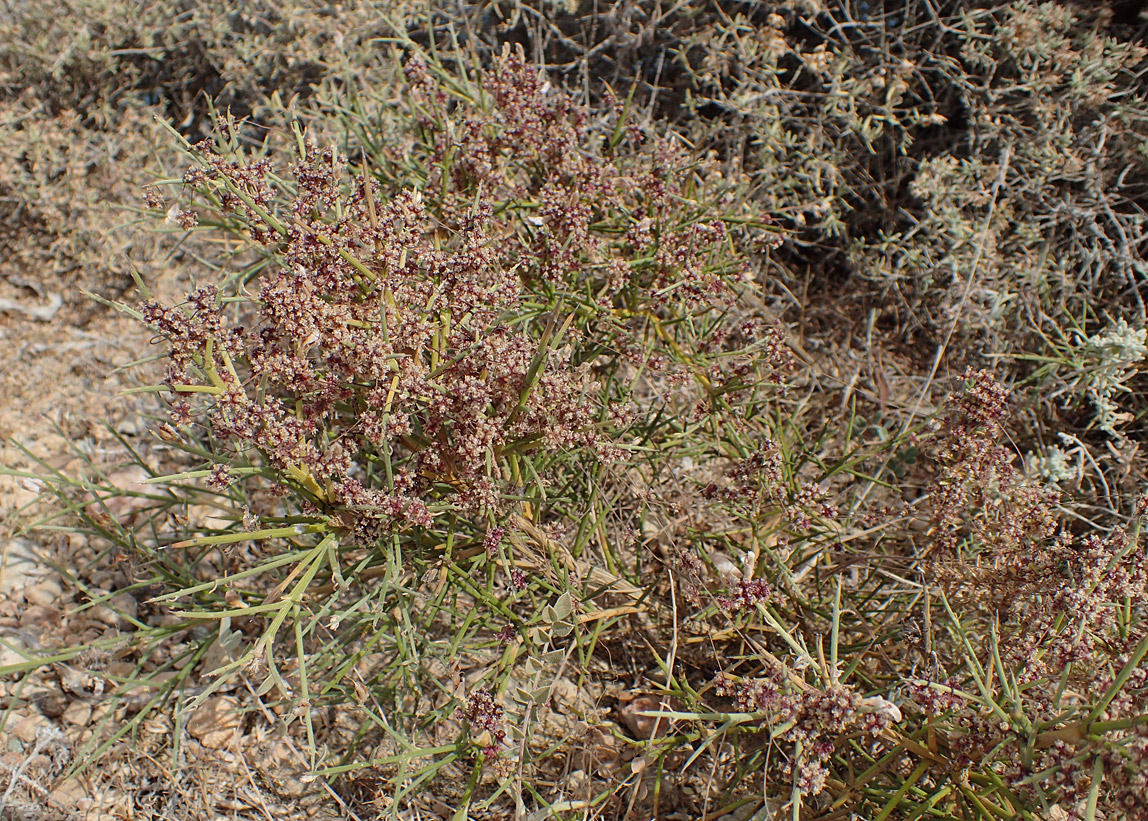 Изображение особи Cuscuta epithymum.