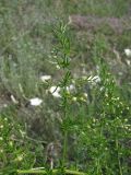 Asparagus verticillatus