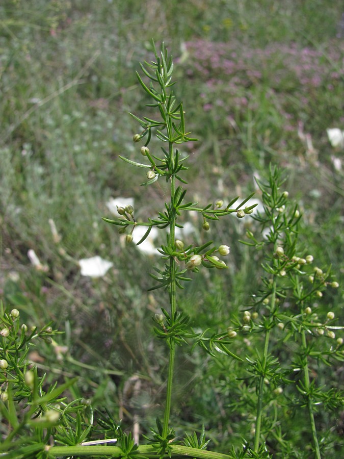 Изображение особи Asparagus verticillatus.