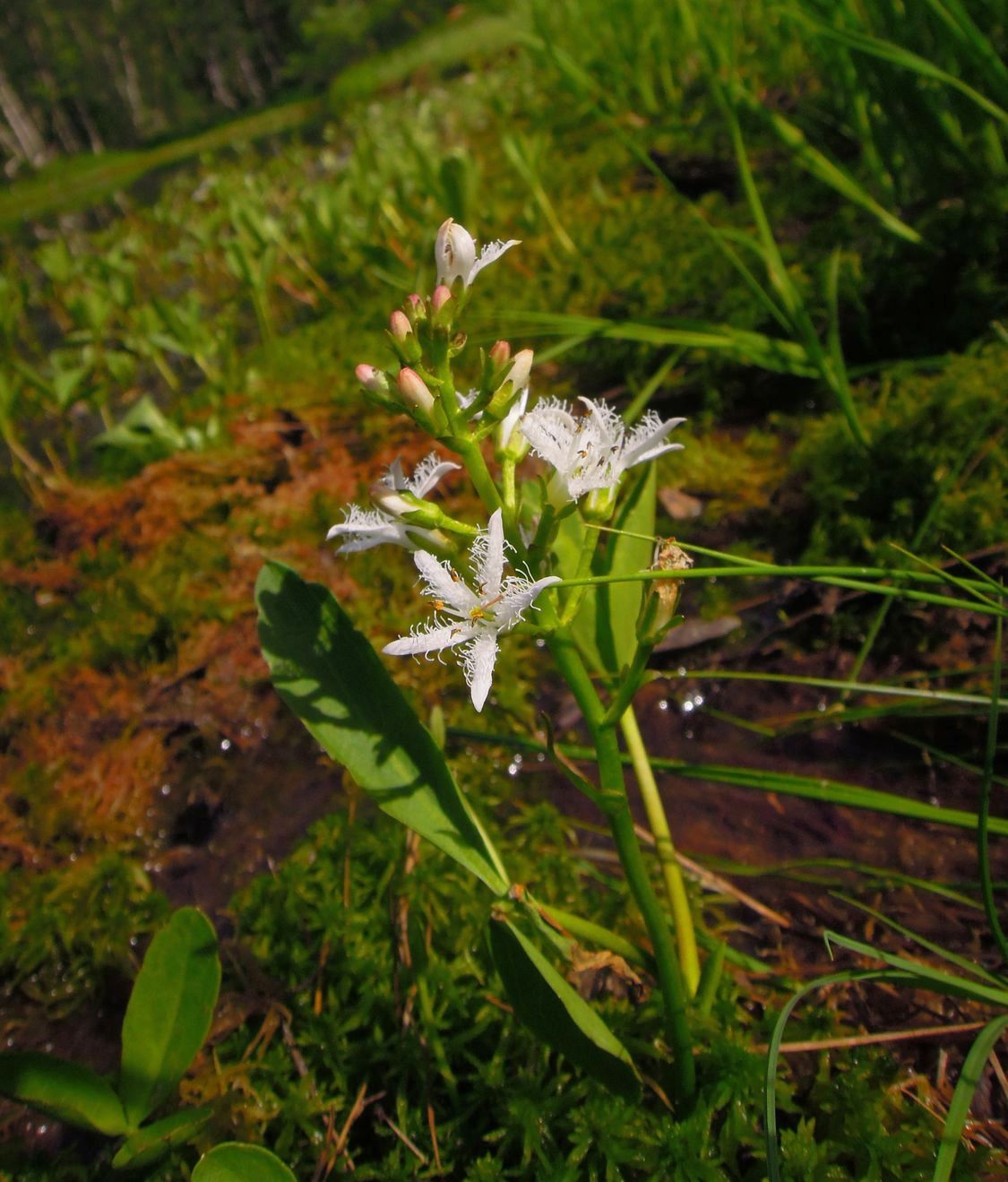 Image of Menyanthes trifoliata specimen.