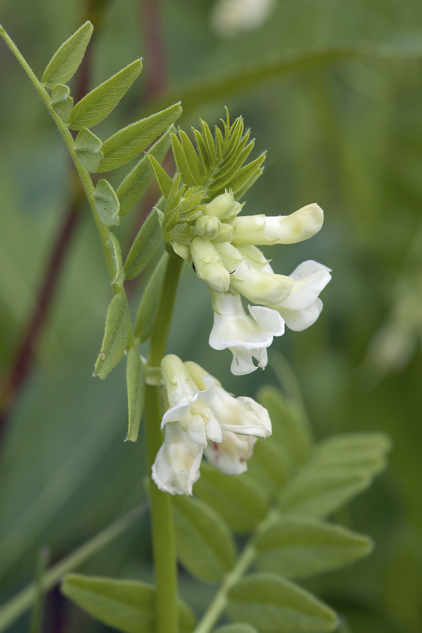 Image of Vicia sepium specimen.