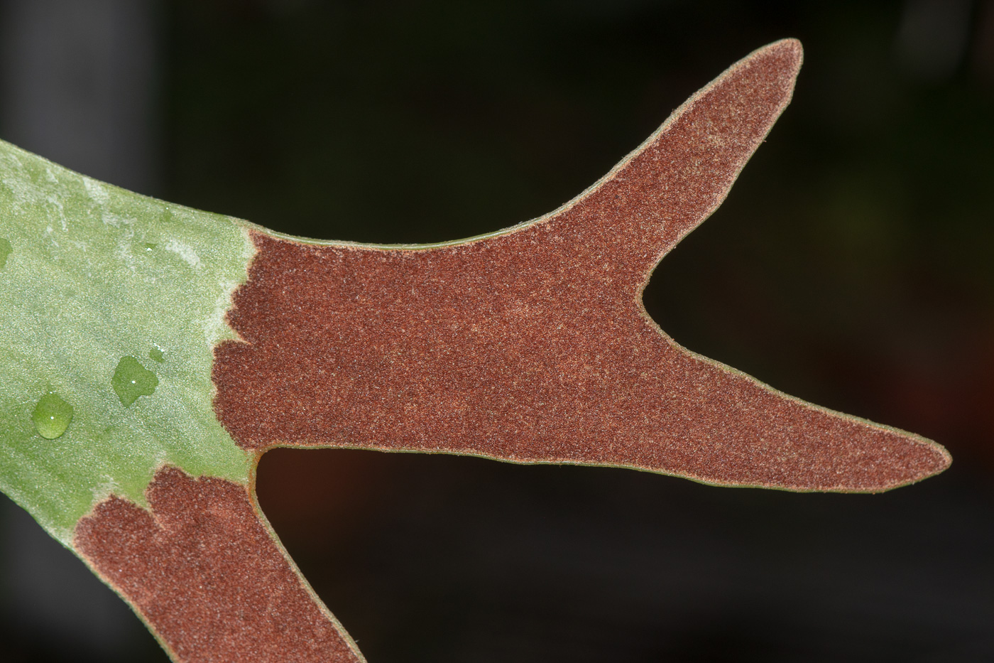 Изображение особи Platycerium bifurcatum.