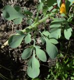 Corydalis sewerzowii