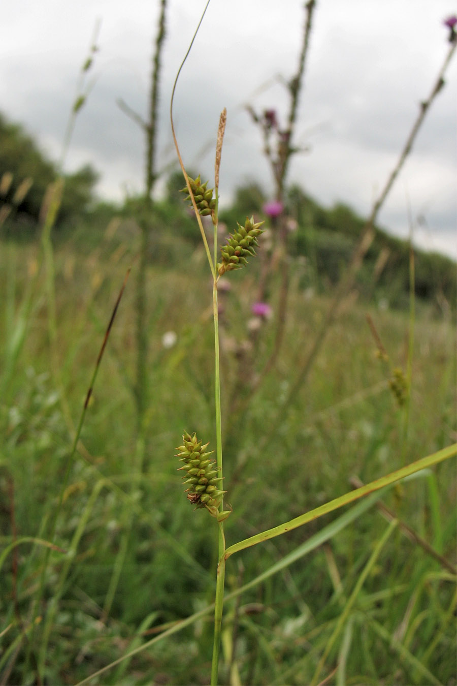 Изображение особи Carex punctata.