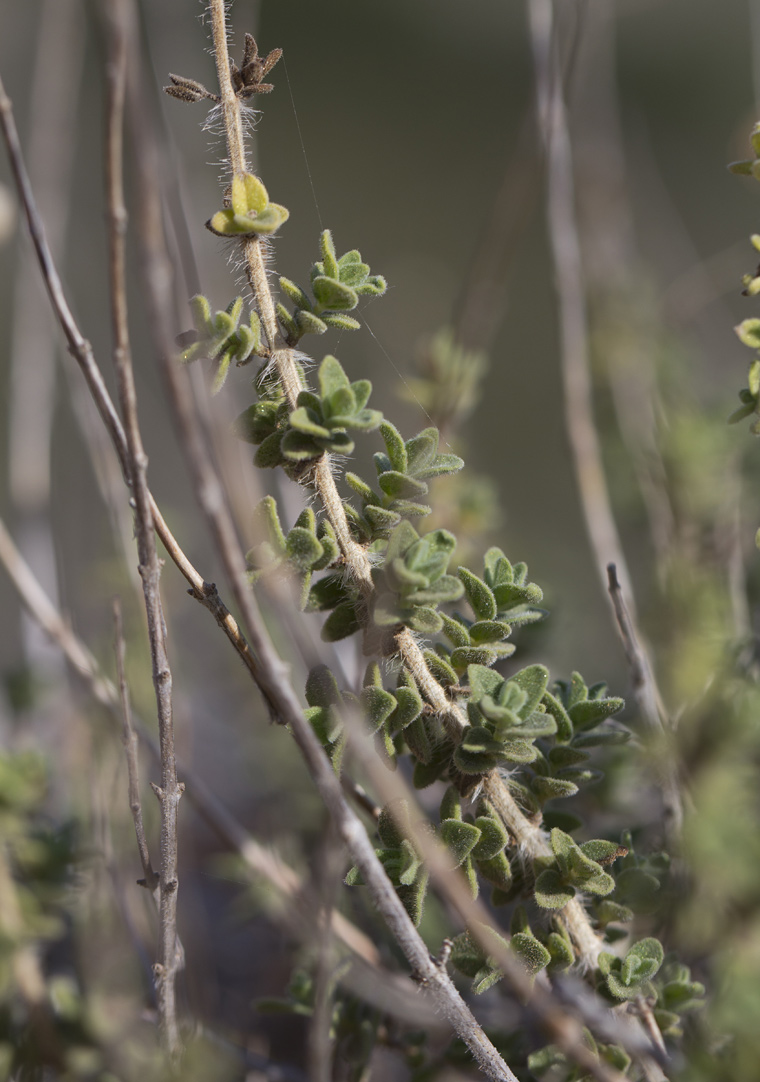 Изображение особи Origanum onites.