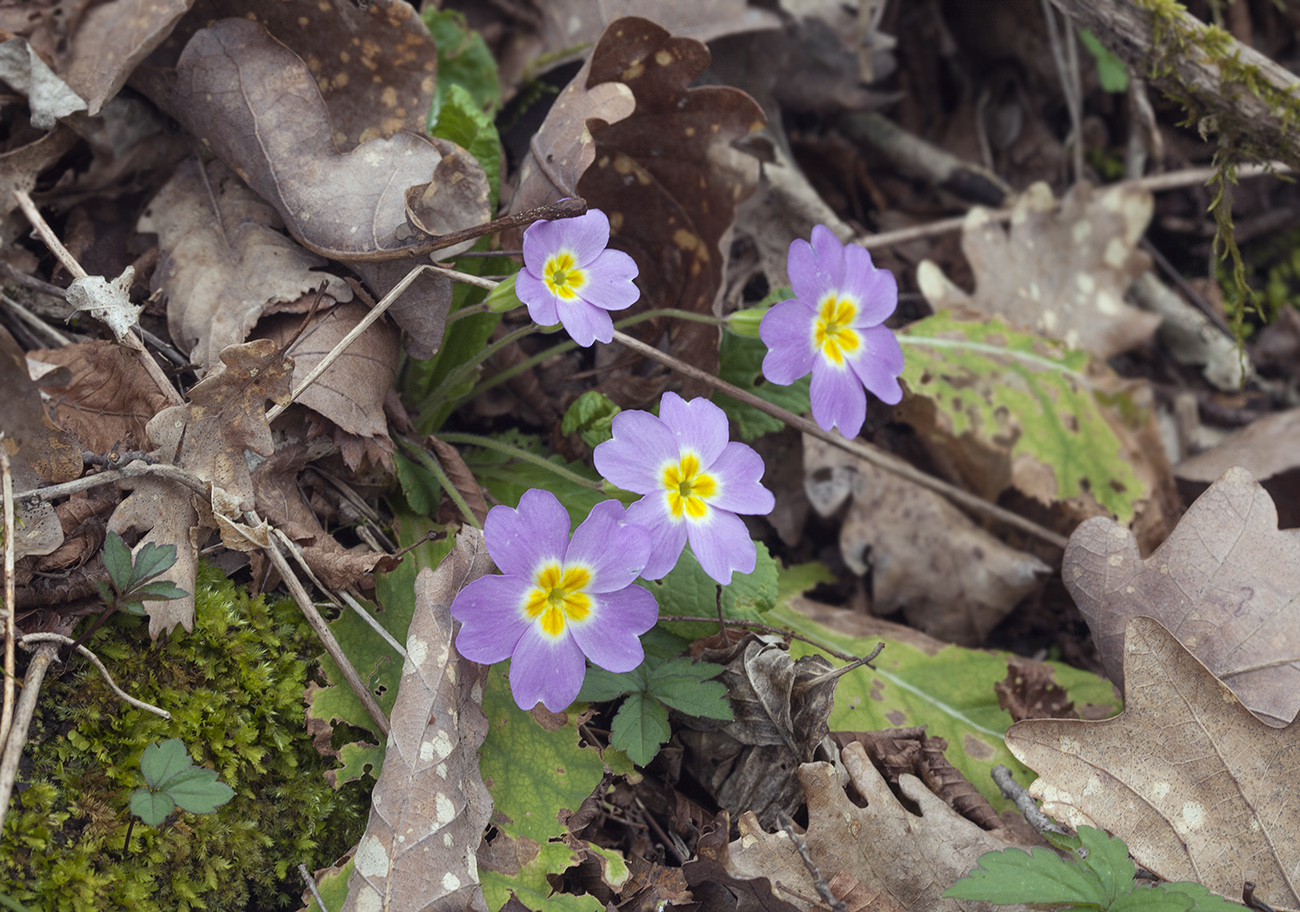 Изображение особи Primula vulgaris.