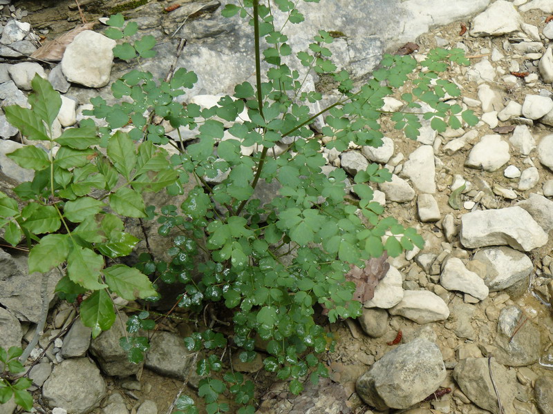 Image of Thalictrum minus specimen.