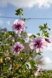 Malva subovata