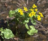 Caltha palustris