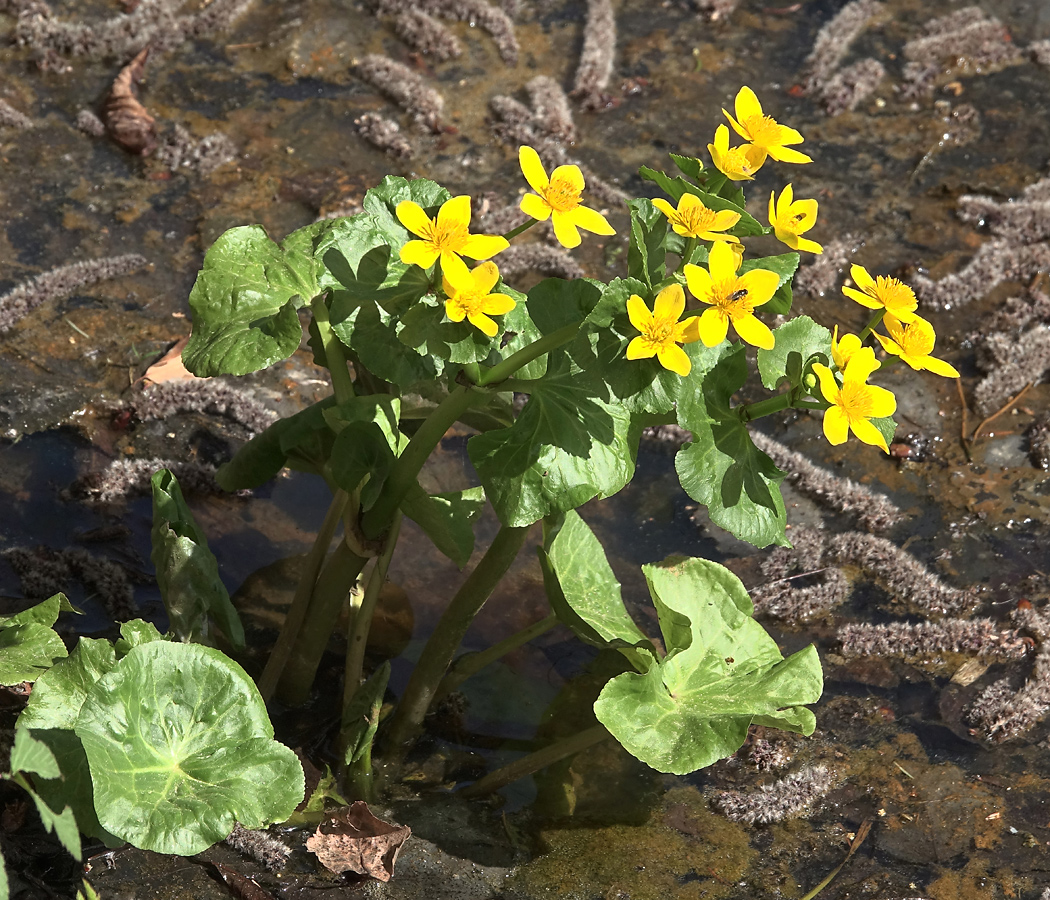 Image of Caltha palustris specimen.