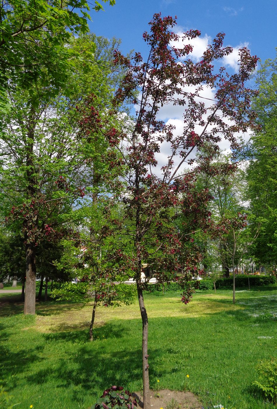 Image of Malus × purpurea specimen.