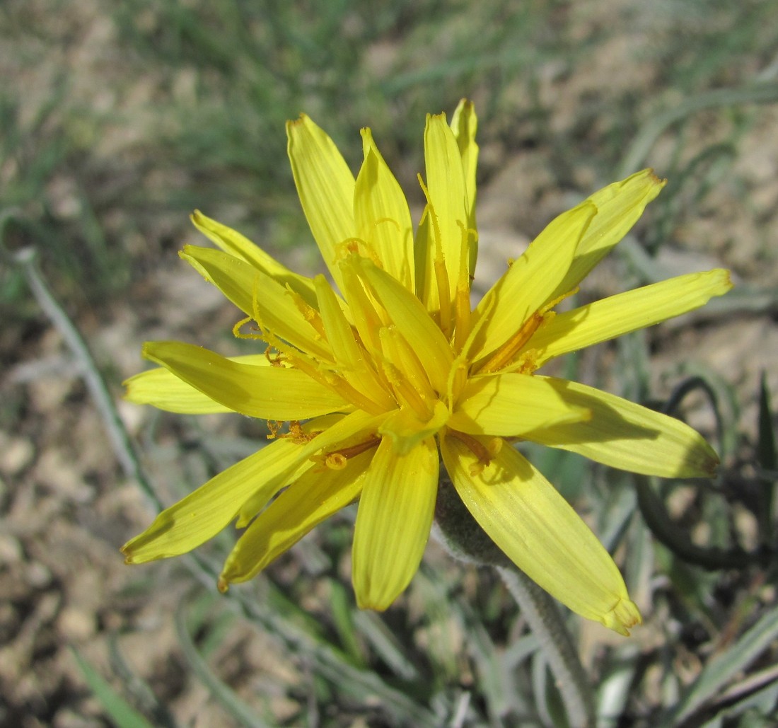 Image of Scorzonera czerepanovii specimen.