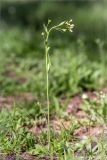 Arabidopsis thaliana. Цветущее растение. Ленинградская обл., Кингисеппский р-н, Кургальский п-ов, берег оз. Белое, подверженная рекреационной нагрузке поляна в сосновом лесу. 18.05.2019.