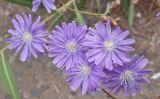 Lactuca tatarica