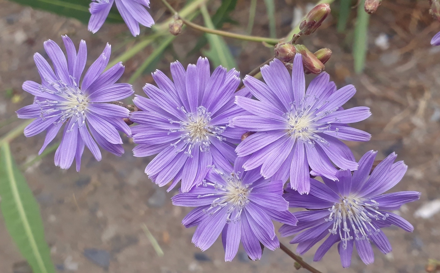 Image of Lactuca tatarica specimen.