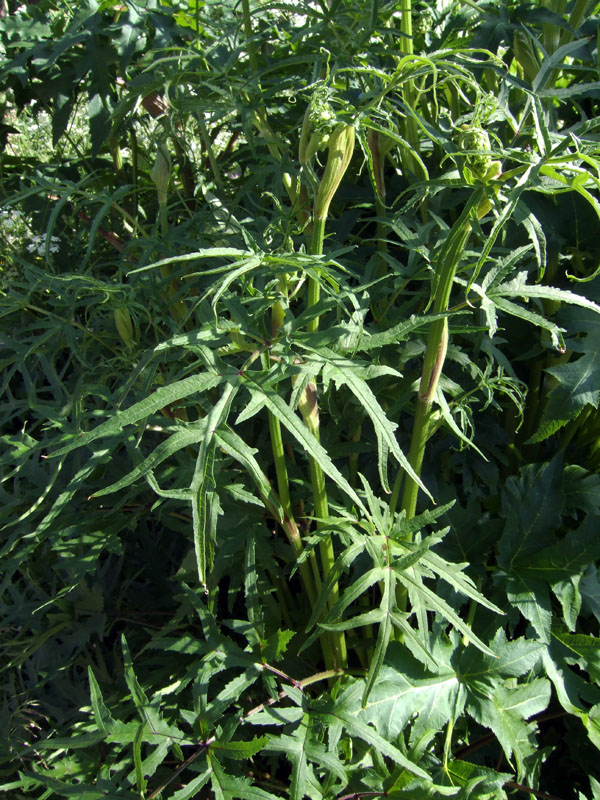 Image of genus Heracleum specimen.