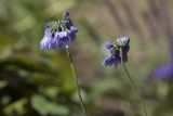Allium sikkimense