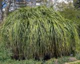 Nolina longifolia. Молодое растение. Испания, г. Мадрид, Королевский ботанический сад, в культуре. 18.04.2018.