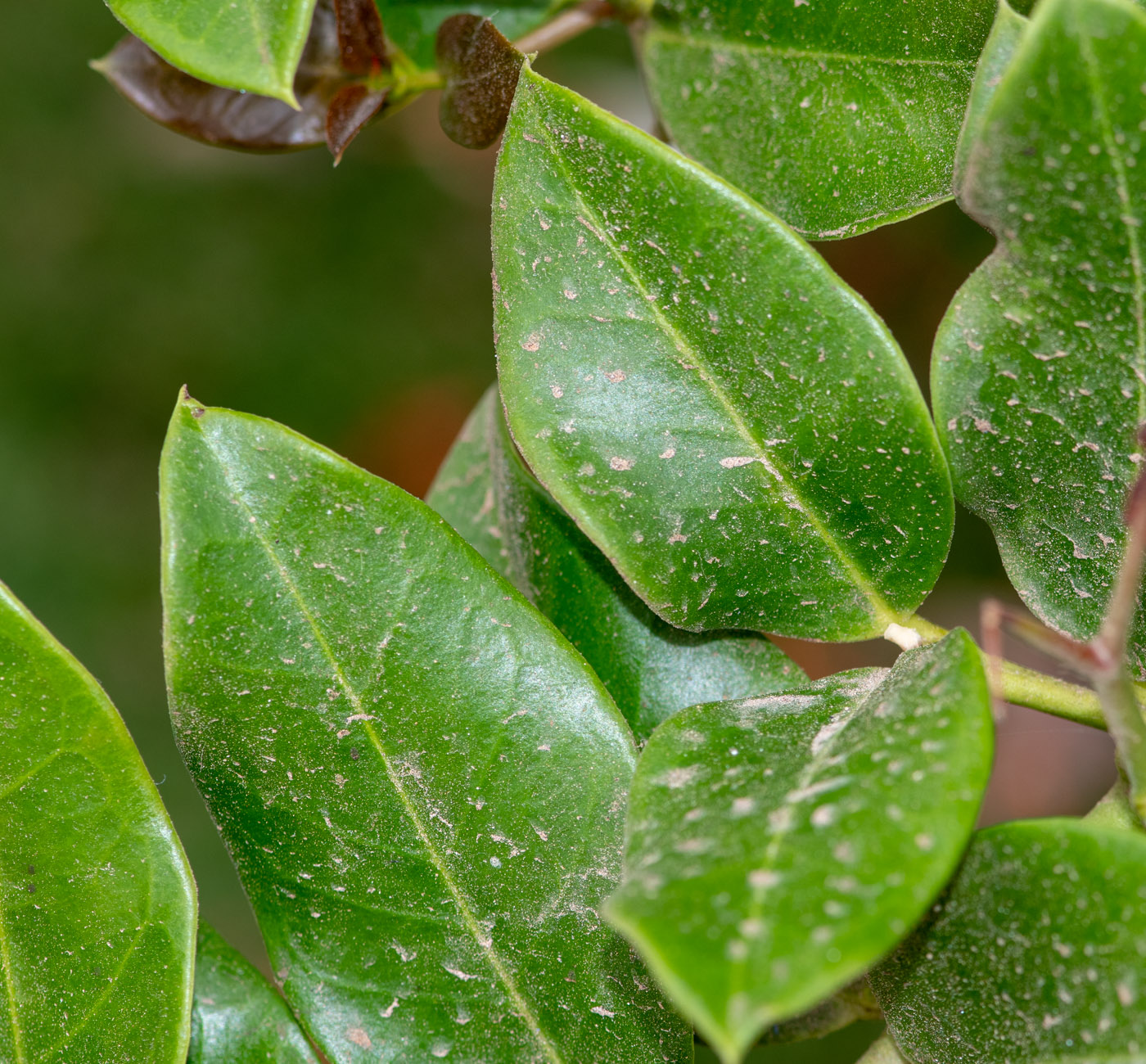 Image of Carissa macrocarpa specimen.