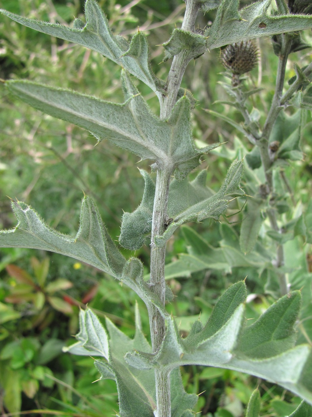 Image of Cirsium euxinum specimen.