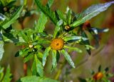 Bidens radiata