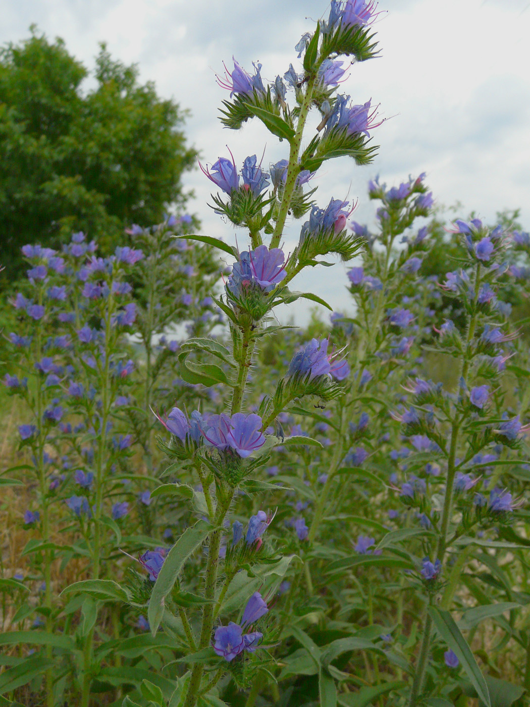 Изображение особи Echium vulgare.