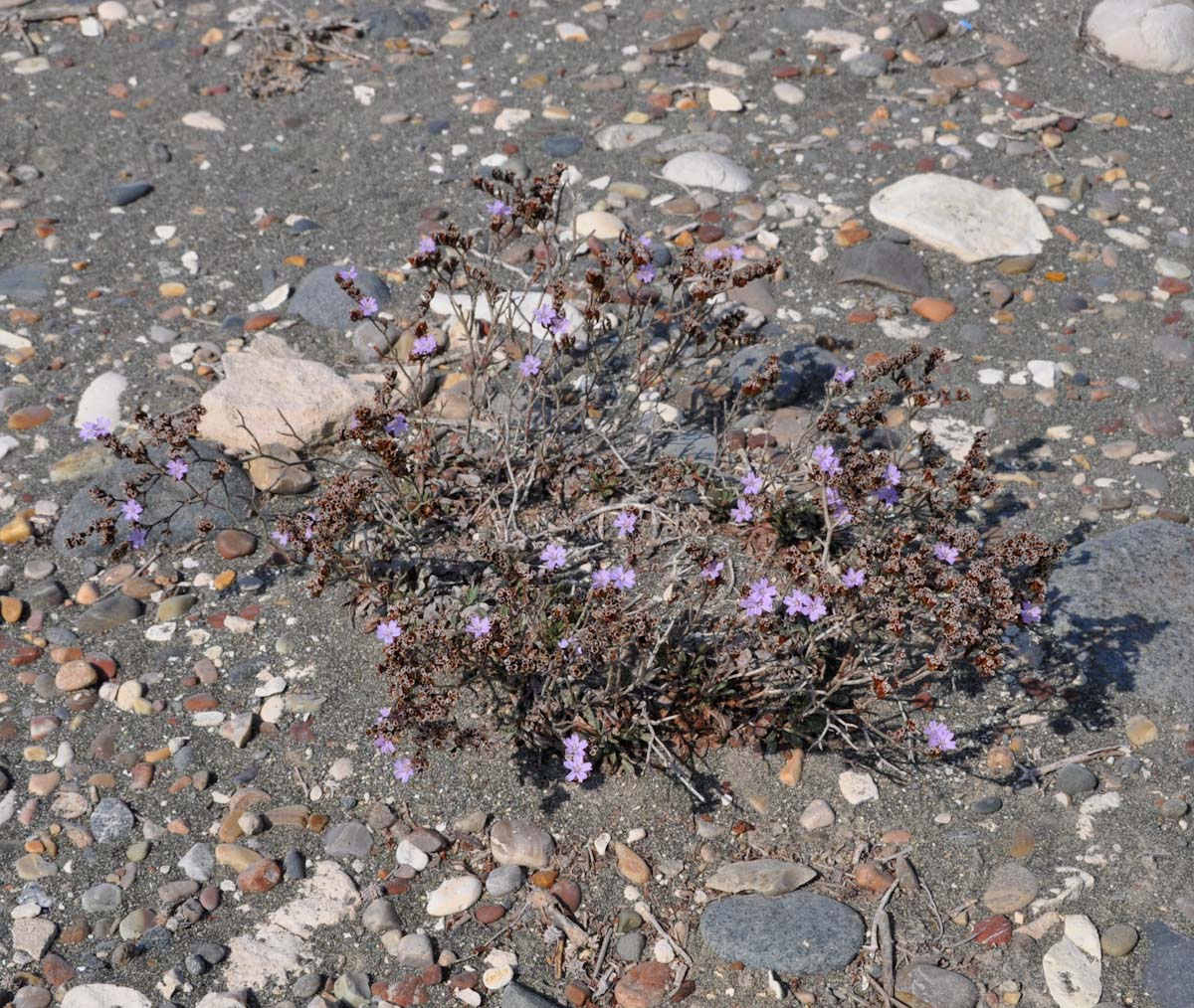 Изображение особи Limonium virgatum.