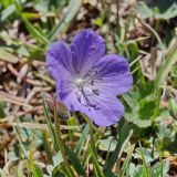 Geranium saxatile