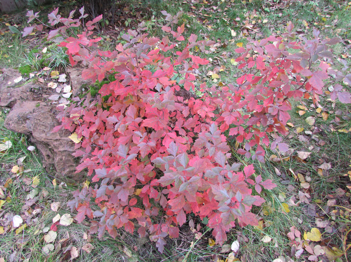 Image of Rhus aromatica specimen.