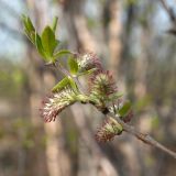 Salix borealis. Побег с женскими соцветиями и молодыми листьями. Мурманск, Горелая сопка, склон сев. экспозиции, зрелый березняк, у обочины булыжной дороги. 06.06.2019.