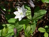 Trientalis europaea. Верхушка растения с цветком. Свердловская обл., окр. г. Североуральск, южная окраина Колонгинского водохранилища, сосново-еловый лес между болотом и р. Исток. 12.06.2019.