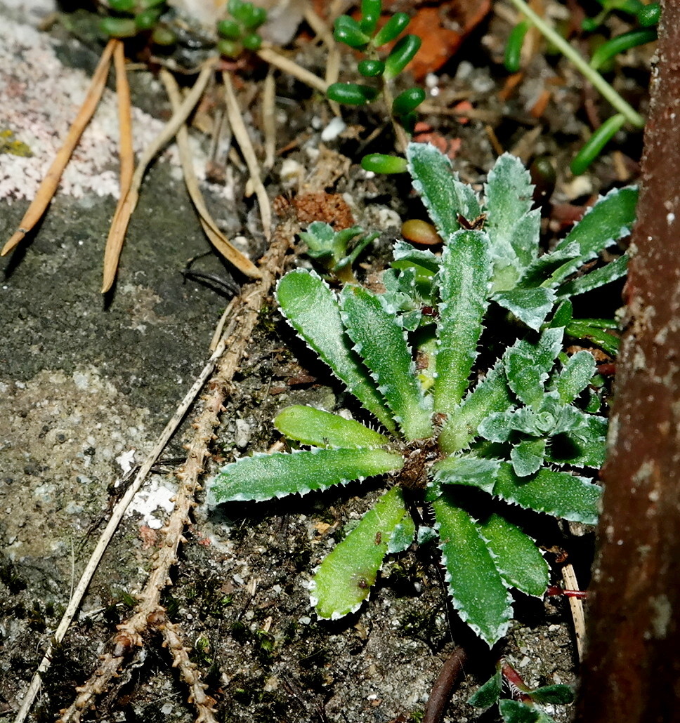 Image of Saxifraga cartilaginea specimen.