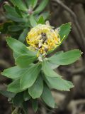 Leucospermum cordifolium