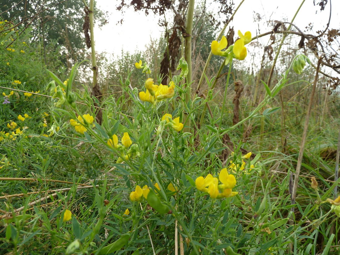 Image of Lathyrus pratensis specimen.