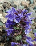 Dracocephalum nutans variety alpinum. Соцветие. Кыргызстан, Чуйская обл., Панфиловский р-н, южные окр. перевала Тоо-Ашуу. 24.05.2019.