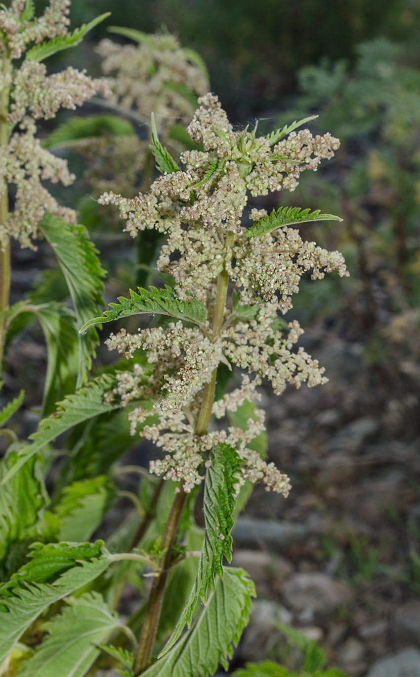 Изображение особи Urtica dioica.