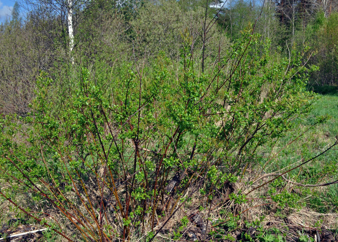 Image of Salix myrsinifolia specimen.