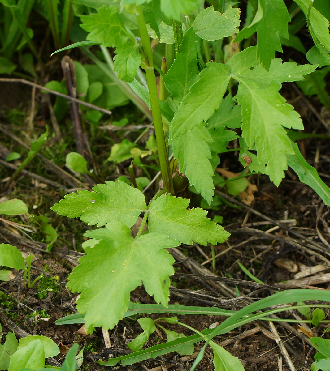 Изображение особи Pastinaca sylvestris.