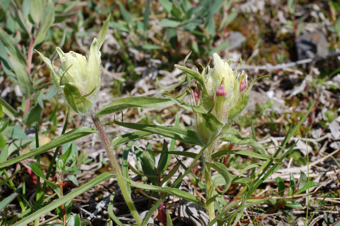 Изображение особи Castilleja pavlovii.