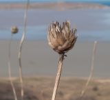 Cephalaria uralensis. Верхушка побега с остатками прошлогоднего соплодия. Крым, Керченский п-ов, Приазовье, гора Ташкалак, каменистая степь. 08.03.2020.