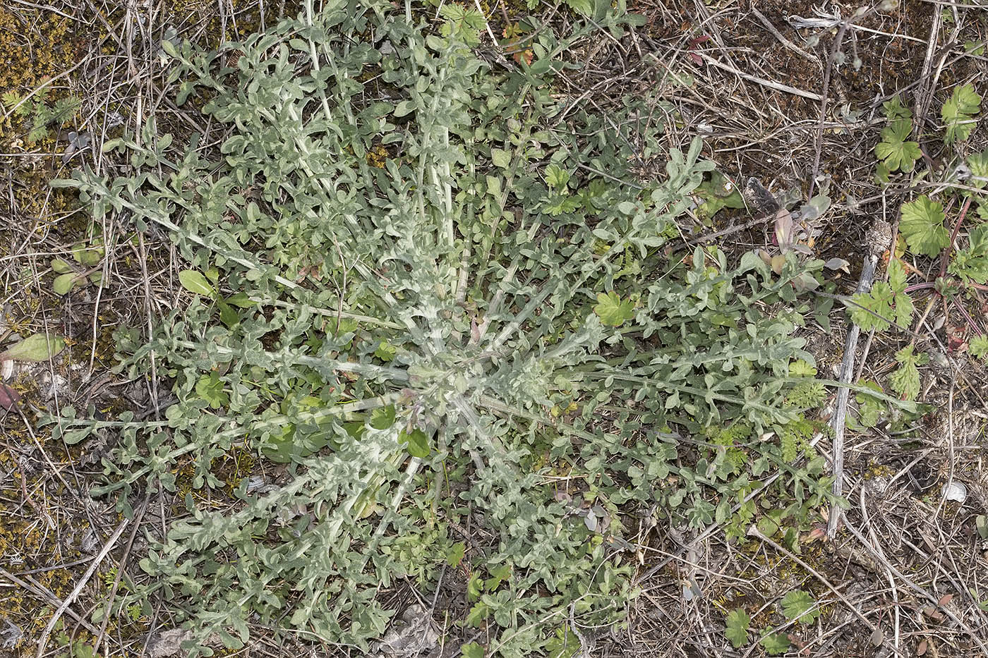 Image of Centaurea diffusa specimen.