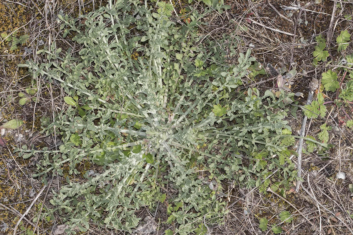 Изображение особи Centaurea diffusa.