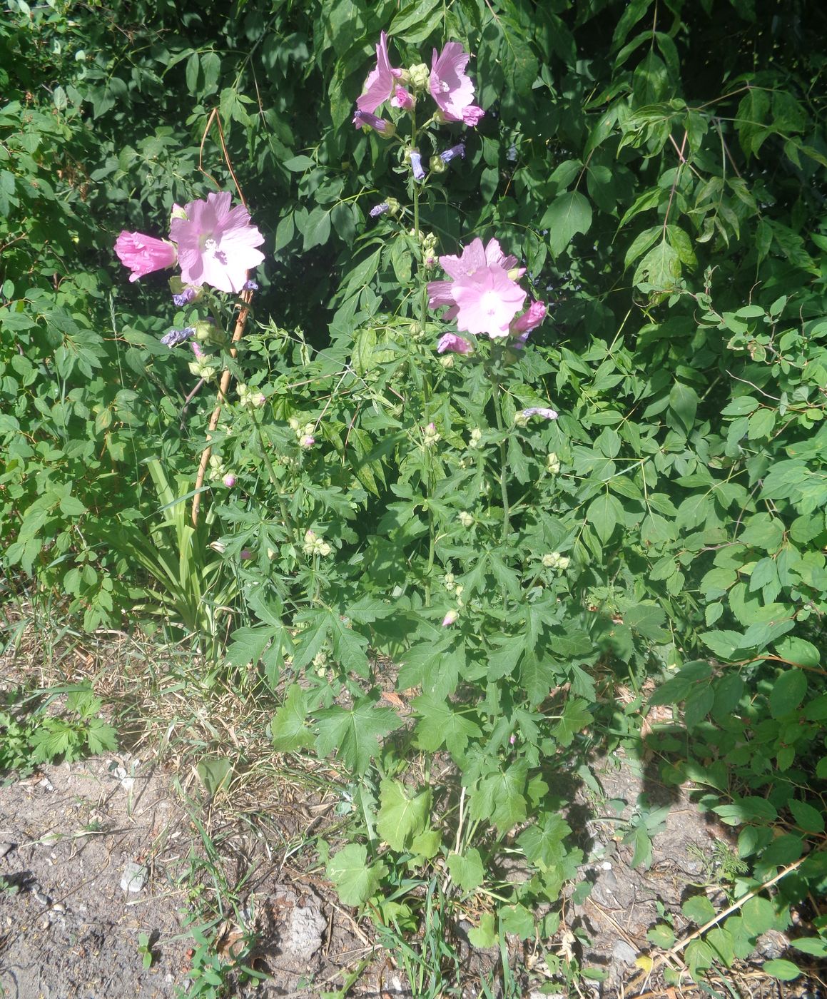 Image of Malva thuringiaca specimen.