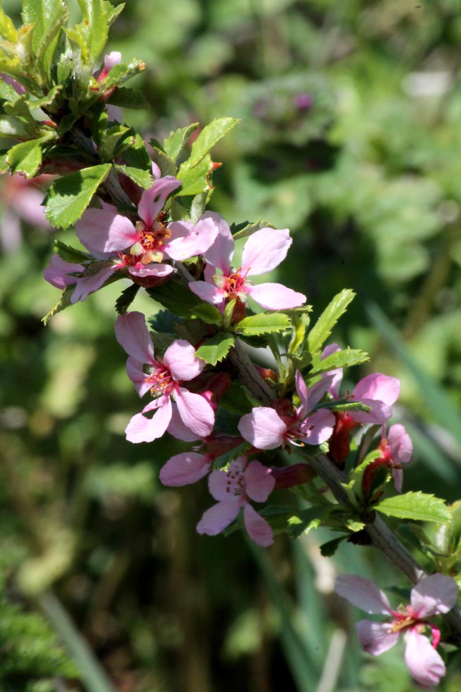 Изображение особи Cerasus erythrocarpa.