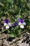 Viola tricolor. Цветущее растение. Карельский перешеек, окр. Сертолово, на краю поля. 10.05.2020.