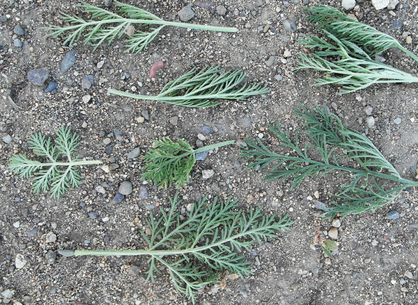 Image of Artemisia abrotanum specimen.