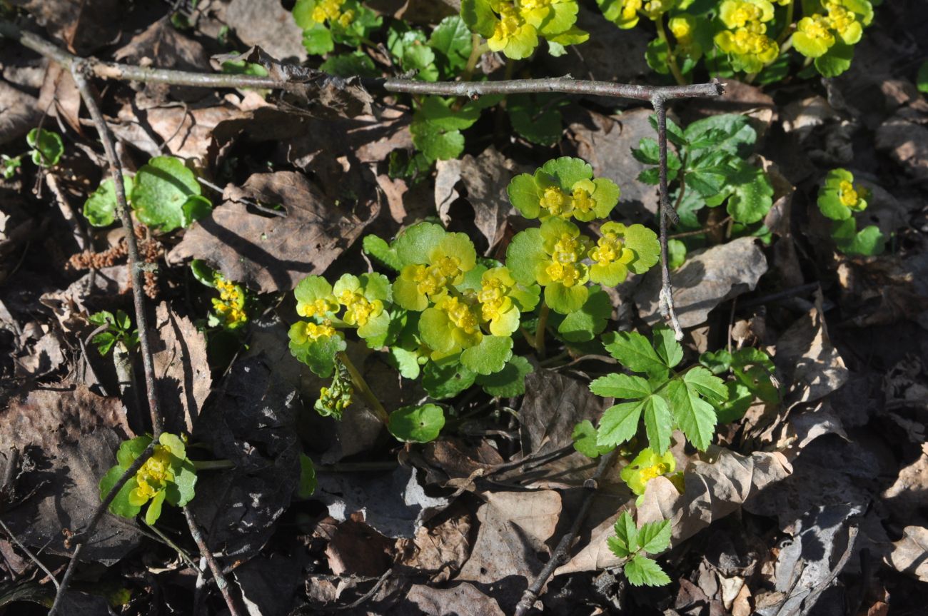 Image of Chrysosplenium alternifolium specimen.