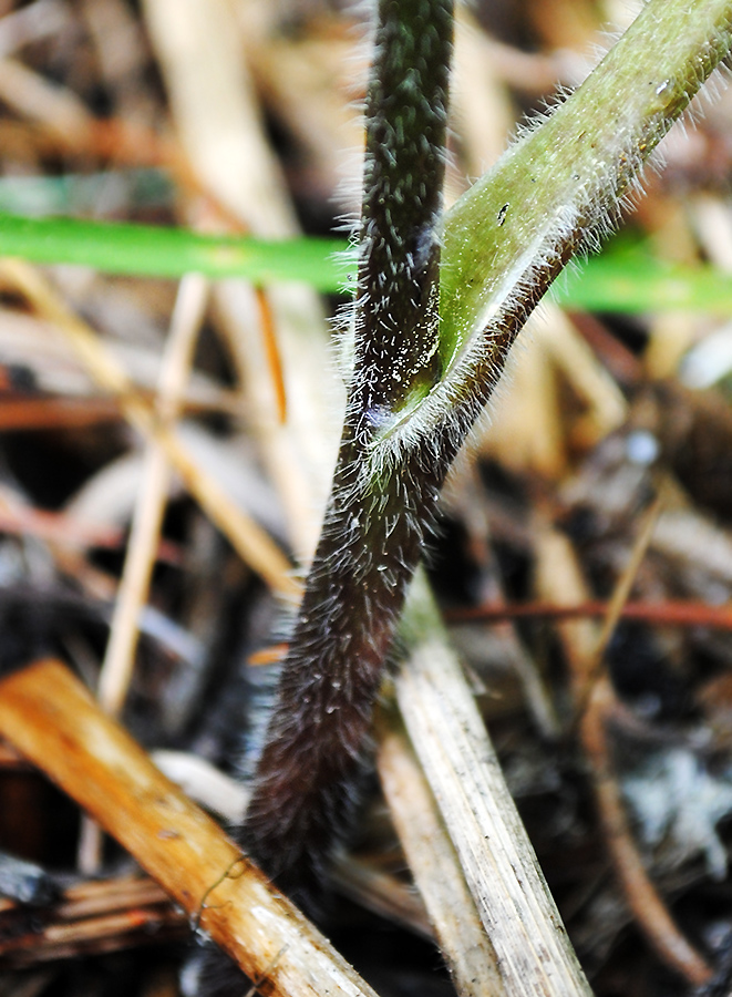 Image of Aconitum krylovii specimen.