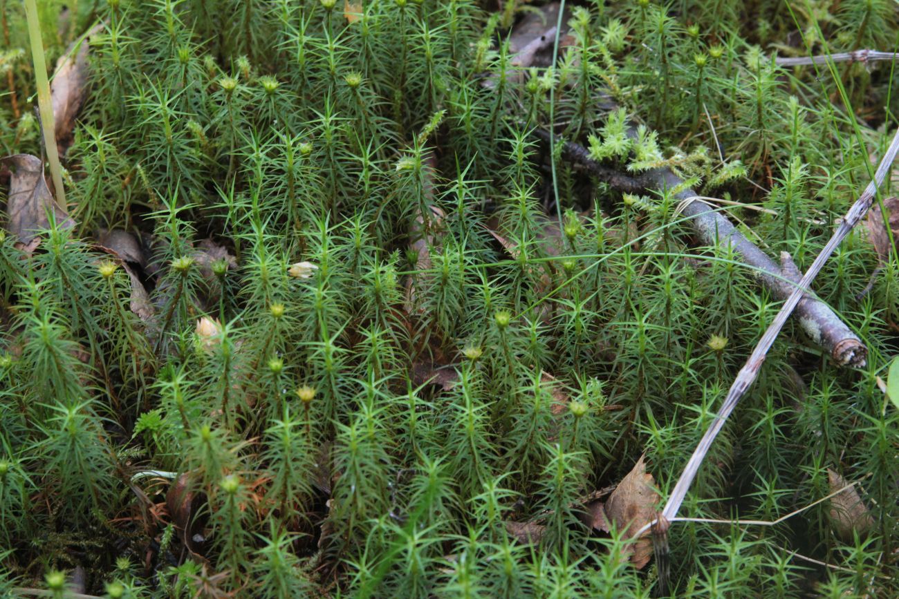 Изображение особи Polytrichum commune.