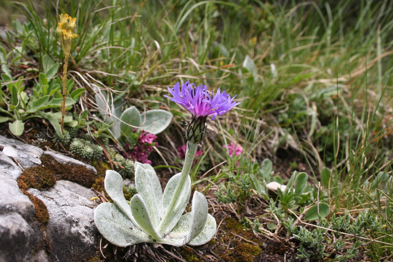 Image of Centaurea achtarovii specimen.